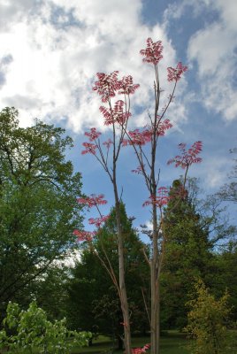 Cedrela sinensis 'Flamingo'- česnekovník čínský 'Flamingo' - jarní habitus
